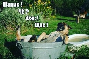 Защитил самое важное ценой жизни хозяина