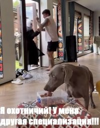 Защитил самое важное ценой жизни хозяина