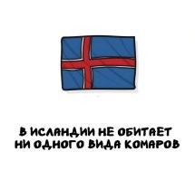 В Исландии ЕСТЬ комары:
- Первые ý - это комары звонцы (специально ссылка из исландской вики)
- Вторые - bitmý (simulium vittatum) - крупнейший род двукрылых из семейства мошек, которые размножаются в водоёмах, так как для кладки яиц самка опускается под воду в быстро текущие ручьи и даже водопады и, как известно, кусают как людей, так и животных. Компонент гнуса.
А так вообще комары обитают даже в Антарктиде.