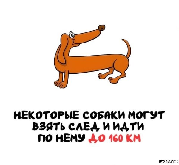 За кем? Кто этот придурок, который пешком убегает от собаки 160 км?