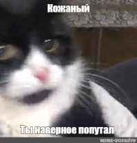 Незапланированное путешествие кота