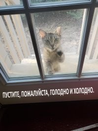 20+ котиков с умилительными мордашками, способными растопить даже самое чёрствое сердце