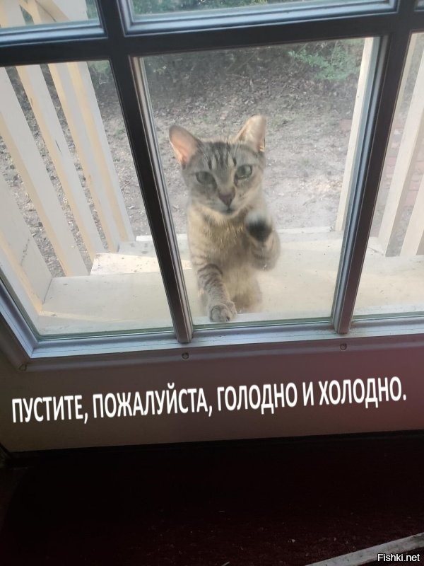 20+ котиков с умилительными мордашками, способными растопить даже самое чёрствое сердце
