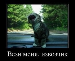 Незапланированное путешествие кота