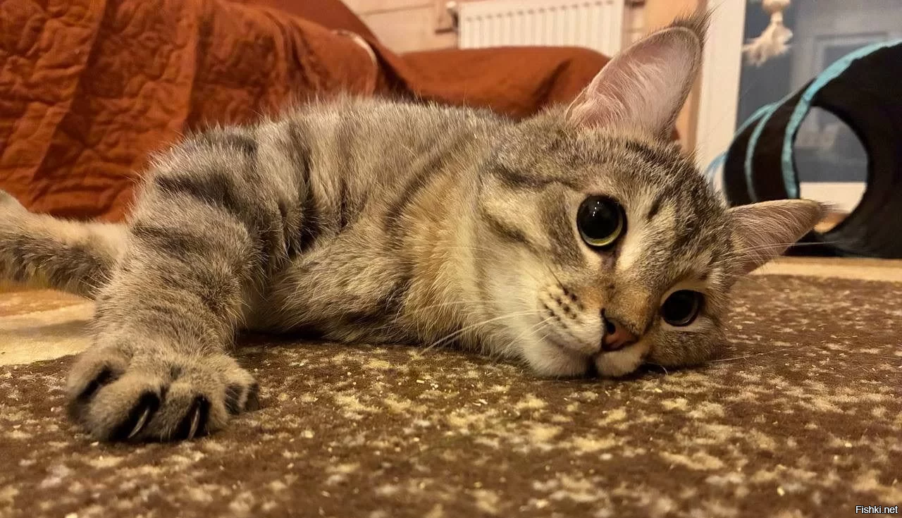 Солянка от 18.05.2025