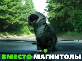 Незапланированное путешествие кота