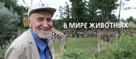 "Обстановка по кайфу"