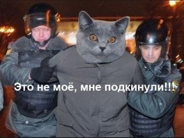 Кота-наркокурьера поймали на тюремном заборе
