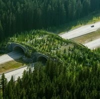 В Бельгии и Голландии такие мосты кругом . Там есть кстати одно но , когда они строят их то по двум сторонам бана ставят сеточные заборы и животные уже нехотя идут на эти мосты .
