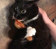 20+ котеек, которые ежедневно решают важные задачи и дают нам ценные жизненные уроки
