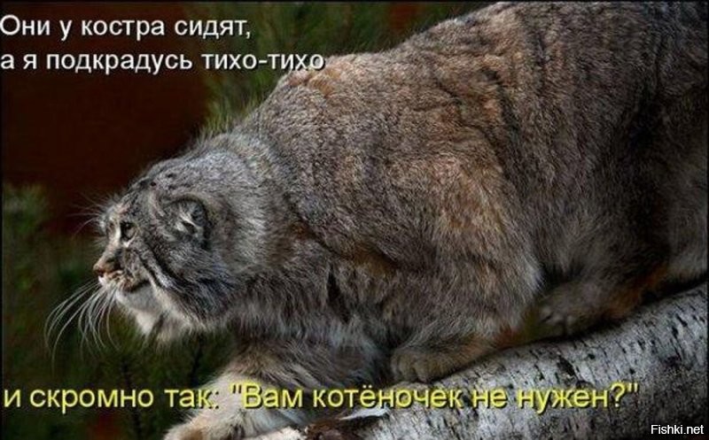 Из жизни манулов