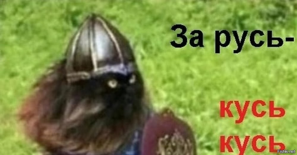 Котик с Донбасса