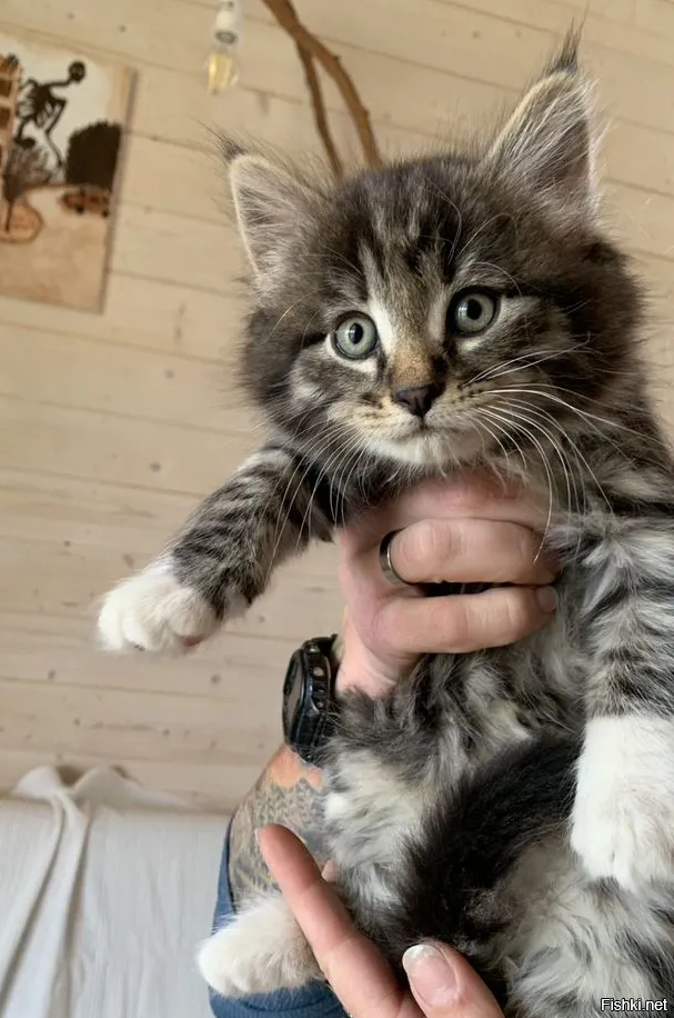 Всем им находят новые семьи.