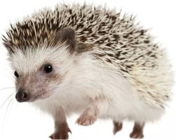 12 удивительных птиц, которые разучились летать