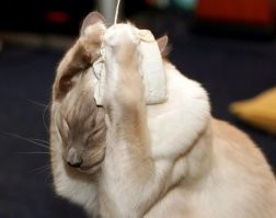 Кот помешал репетиции