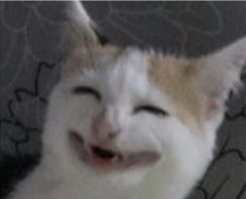 20+ котеек, которые ежедневно решают важные задачи и дают нам ценные жизненные уроки