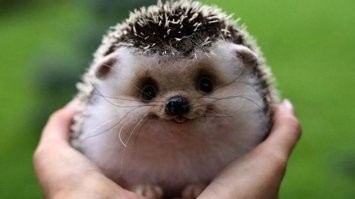 Ухмылки, оскалы и довольные моськи: 20 фото творений природы, которые улыбаются лучше нас