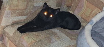 изящное котэ!
моя пантера с возрастом вроде успокоилась (воспиталась), и не пытается убить всех вокруг :)