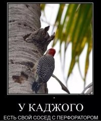 Дятел мешает мужчине заснуть