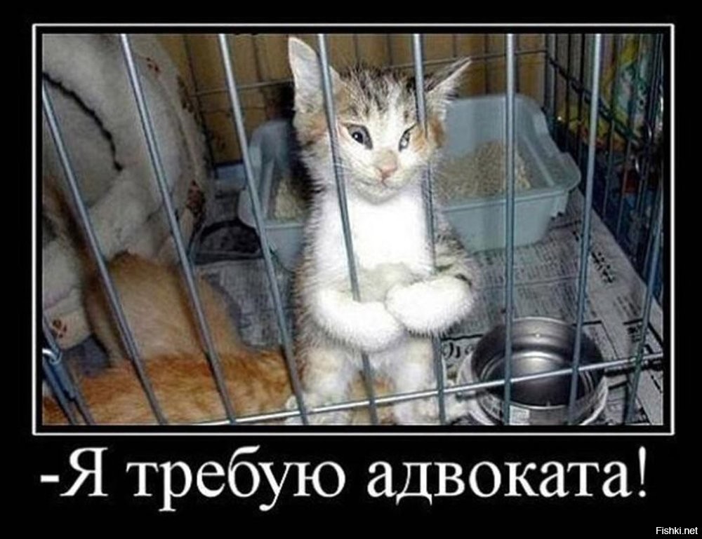 Самое милое задержание