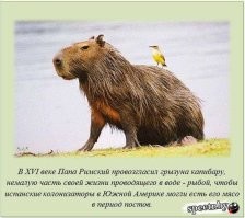 П.7. помидоры это что! У католиков и капибара рыба :-)
