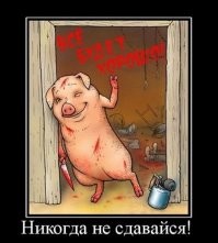 Люди спасли от забоя свинью, полюбившую снегопад