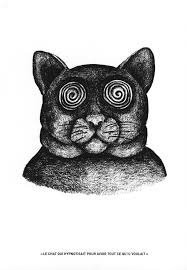 Коты наблюдают за попугаями в доме