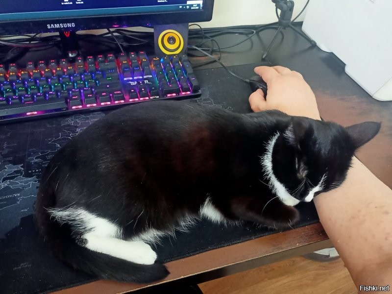 Через 40 дней после смерти нашего любимца с автарки, в доме появилось это. Вот уже 8 месяцев у нас. Ну как тут не любить это чудо. Нашли в подъезде с обрезанными усами и бровями.