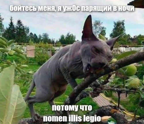 Коты как проводники гармонии: 20 примеров того, как усатые создают уют в доме и равновесие во Вселенной