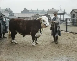 Мой Котя раза в полтора крупнее