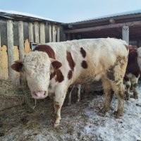 Мой Котя раза в полтора крупнее