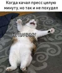 Пёс решил поддержать хозяина в занятиях спортом, но быстро вышел из строя