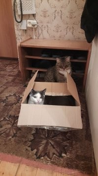 Насколько я знаю, животное можно вернуть обратно волонтёрам, если по какой-то причине, вы с ним не уживаетесь.  Выбрасывать то на улицу зачем?  Кот не вырос на улице - и проживёт в таких новых условиях очень недолго. 
Я из приюта когда своих забирал, мне сразу сказали -  мол, всякое может быть, коты дерут мебель, шумят по ночам, сталкивают посуду со стола,  могут агрессировать на детей, и банально у кого-то может быть аллергия.. не надо бить животное, наказывать и выбрасывать на улицу, просто привезите обратно, мы его у вас примем и будем искать нового хозяина.
Меня тогда, это даже слегка задело: неужели я внешне выгляжу как человек, который возьмёт животное из приюта, чтоб на нём вымещать свою злобу, а не справившись с воспитанием питомца - тупо выкину на помойку?
И да, коты сильно меняют привычный уклад жизни, доставляют проблемы, портят вещи, безобразничают, тыгдыкают по ночам.. но, они и многое дают взамен. Не сразу, но через некоторое время, кот полюбит вас, будет проситься к вам на руки,  подходить и тереться о ноги чтоб вы его погладили, приходить спать к вам, или просто будет лежать рядом с вами и просто урчать от удовольствия, потому что ему - хорошо с вами. И вам с ним тоже будет хорошо. А разбитая кружка, подранный диван, погрызенная обувь - это просто же просто вещи.