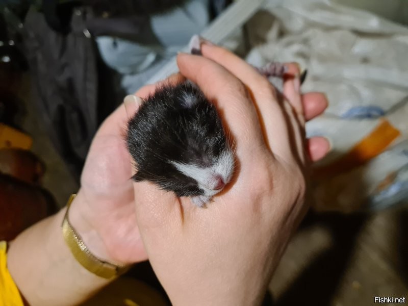 Сегодня ночью родилась 4 штучки. Забот прибавилось, мама кошка сама в шоке.