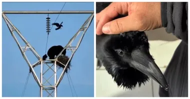 Электрики медведя обучили и он за них работу работает