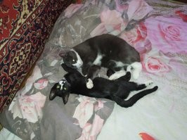 У нас было два кота. Хорошо уживались. Но старший котик много болел и в итоге умер.
Больше никого не хотел заводить. Но копался чего-то на Авито и увидел фото котёнка. Показал жене. Он ей тоже понравился. Созвонился. Это оказалась девушка волонтёр. Они так же ловят котят на улице, лечат, приучают ко всему чему нужно и раздают. Пришлось ехать за ним в другой город 100км.
Уже старший наш кот принял котёнка очень хорошо. Первый день котёнок приходил в себя, а на второй день они уже носились по квартире играли.
Ещё через год жена сказала, что хочет рыжего котёнка. Позвонил той же девушке и она сказала, что совсем недавно выловили 5 рыженьких котят. Снова поехали и забрали. Малыша так же приняли хорошо.
Правда его пришлось долечивать, а котам устроить карантин.  По окончанию карантина они уже начали разрушать квартиру :).