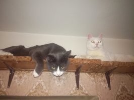 У нас было два кота. Хорошо уживались. Но старший котик много болел и в итоге умер.
Больше никого не хотел заводить. Но копался чего-то на Авито и увидел фото котёнка. Показал жене. Он ей тоже понравился. Созвонился. Это оказалась девушка волонтёр. Они так же ловят котят на улице, лечат, приучают ко всему чему нужно и раздают. Пришлось ехать за ним в другой город 100км.
Уже старший наш кот принял котёнка очень хорошо. Первый день котёнок приходил в себя, а на второй день они уже носились по квартире играли.
Ещё через год жена сказала, что хочет рыжего котёнка. Позвонил той же девушке и она сказала, что совсем недавно выловили 5 рыженьких котят. Снова поехали и забрали. Малыша так же приняли хорошо.
Правда его пришлось долечивать, а котам устроить карантин.  По окончанию карантина они уже начали разрушать квартиру :).