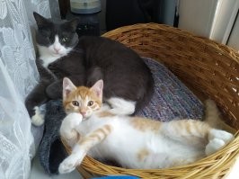 У нас было два кота. Хорошо уживались. Но старший котик много болел и в итоге умер.
Больше никого не хотел заводить. Но копался чего-то на Авито и увидел фото котёнка. Показал жене. Он ей тоже понравился. Созвонился. Это оказалась девушка волонтёр. Они так же ловят котят на улице, лечат, приучают ко всему чему нужно и раздают. Пришлось ехать за ним в другой город 100км.
Уже старший наш кот принял котёнка очень хорошо. Первый день котёнок приходил в себя, а на второй день они уже носились по квартире играли.
Ещё через год жена сказала, что хочет рыжего котёнка. Позвонил той же девушке и она сказала, что совсем недавно выловили 5 рыженьких котят. Снова поехали и забрали. Малыша так же приняли хорошо.
Правда его пришлось долечивать, а котам устроить карантин.  По окончанию карантина они уже начали разрушать квартиру :).