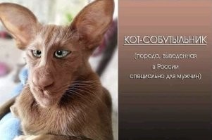 Кого-то этот кот мне напомнил: