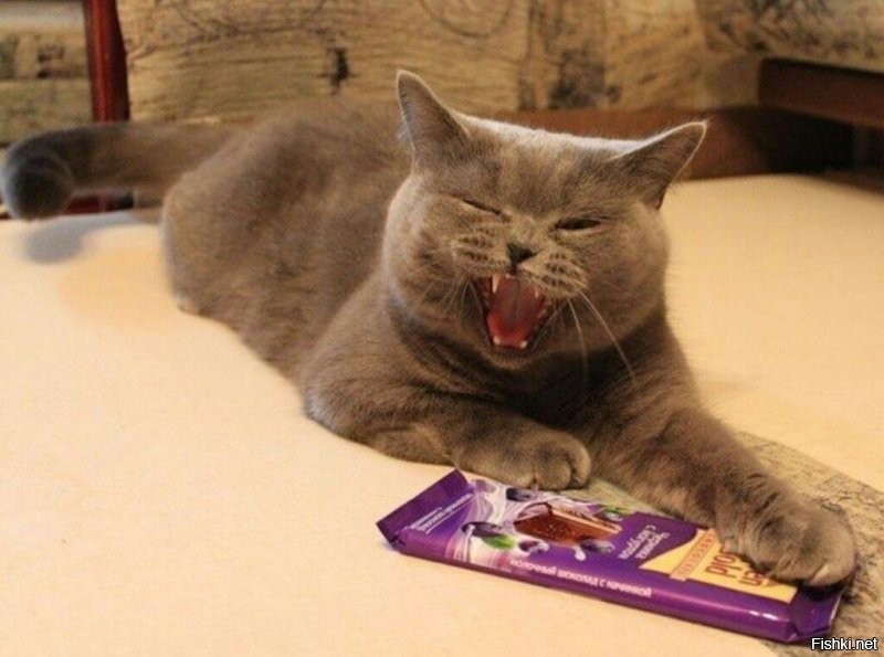 Можно и шоколадку )