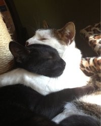 Коты как проводники гармонии: 20 примеров того, как усатые создают уют в доме и равновесие во Вселенной