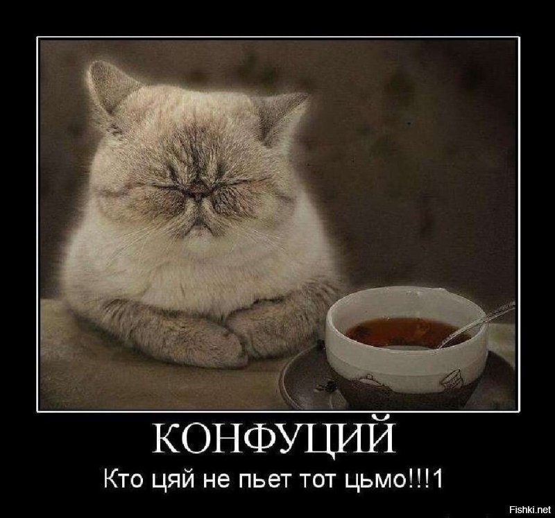 Коты как проводники гармонии: 20 примеров того, как усатые создают уют в доме и равновесие во Вселенной