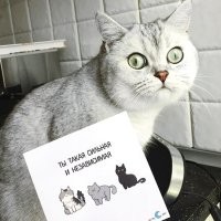 Девушка приютила 17 бездомных кошек