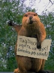 В Бобруйске лось залез через окно в дом, устроил погром и улёгся на хозяйском диване