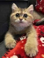 Я думал моя шпана сильно хулиганит. Оказывается у меня не так плохо