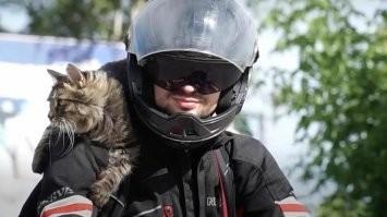 Кошка-экстремалка из Швейцарии