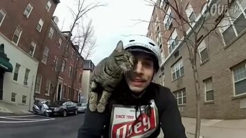 Кошка-экстремалка из Швейцарии