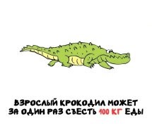 Всё зависит от вида, как например тупорылый крокодил (Osteolaemus tetraspis), самый маленький из современных крокодилов, который обычно весит:  Взрослые особи   от 18 до 40 кг, В редких случаях, особенно крупные самцы могут достигать до 80 кг, но это скорее исключение. Их длина составляет примерно 1,5–1,9 метра, хотя бывают особи чуть больше, может сожрать за раз 100 кг???