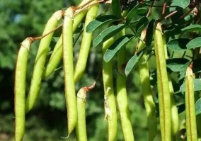 Карагана арборесценс. Отцветёт, вырастут стручки, и..... тишина. Потерянные поколения.