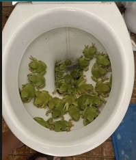 С вами такое случалось?
.
Нет, столько лягушат за раз никогда не высирал.